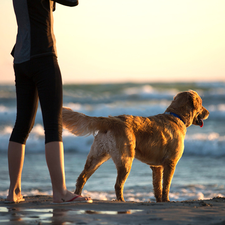 village vacances vendee longeville sur mer chien